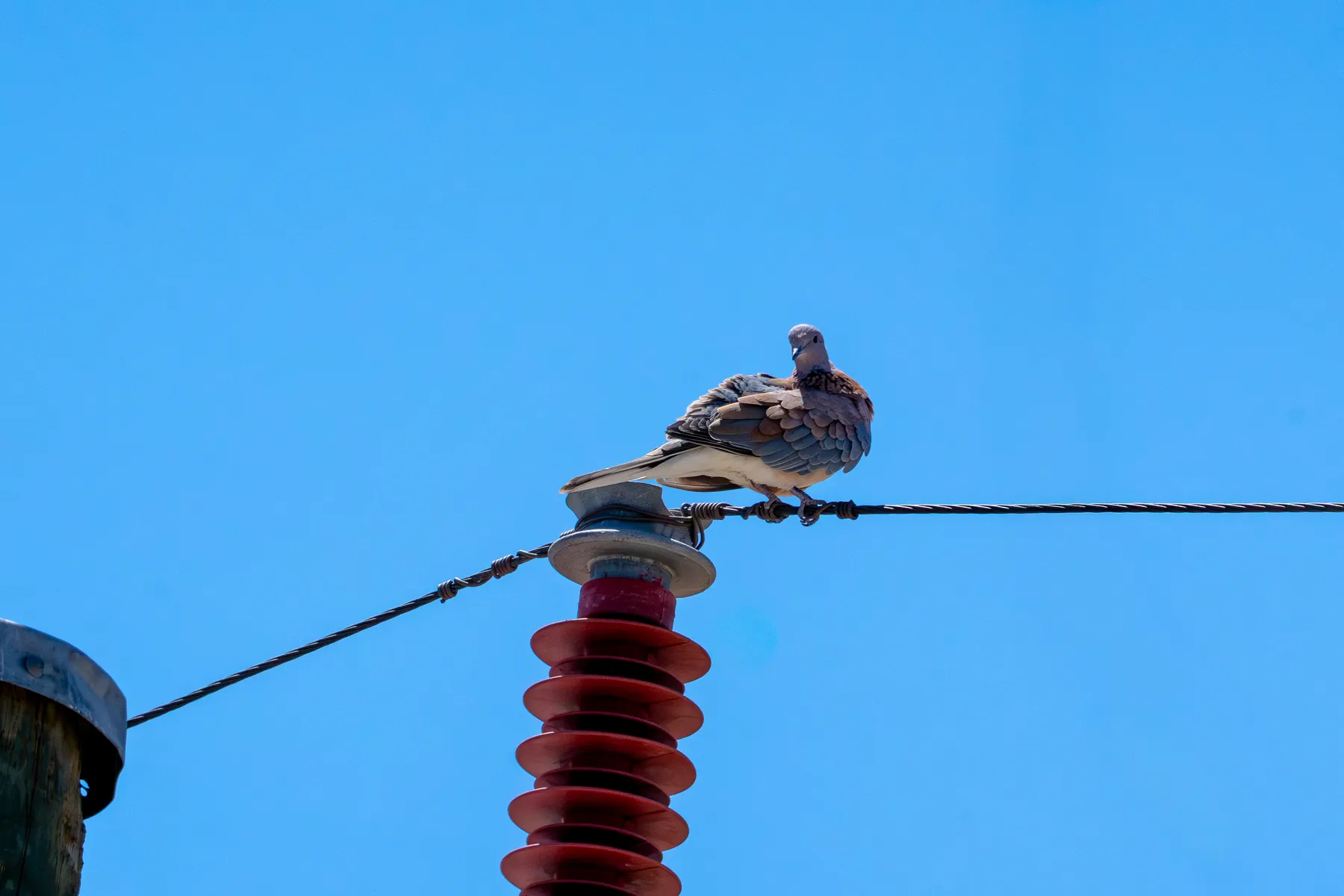 Laughing Dove