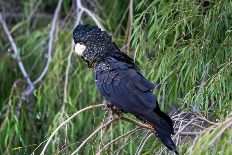 Red-tailed Black-Cockatoo