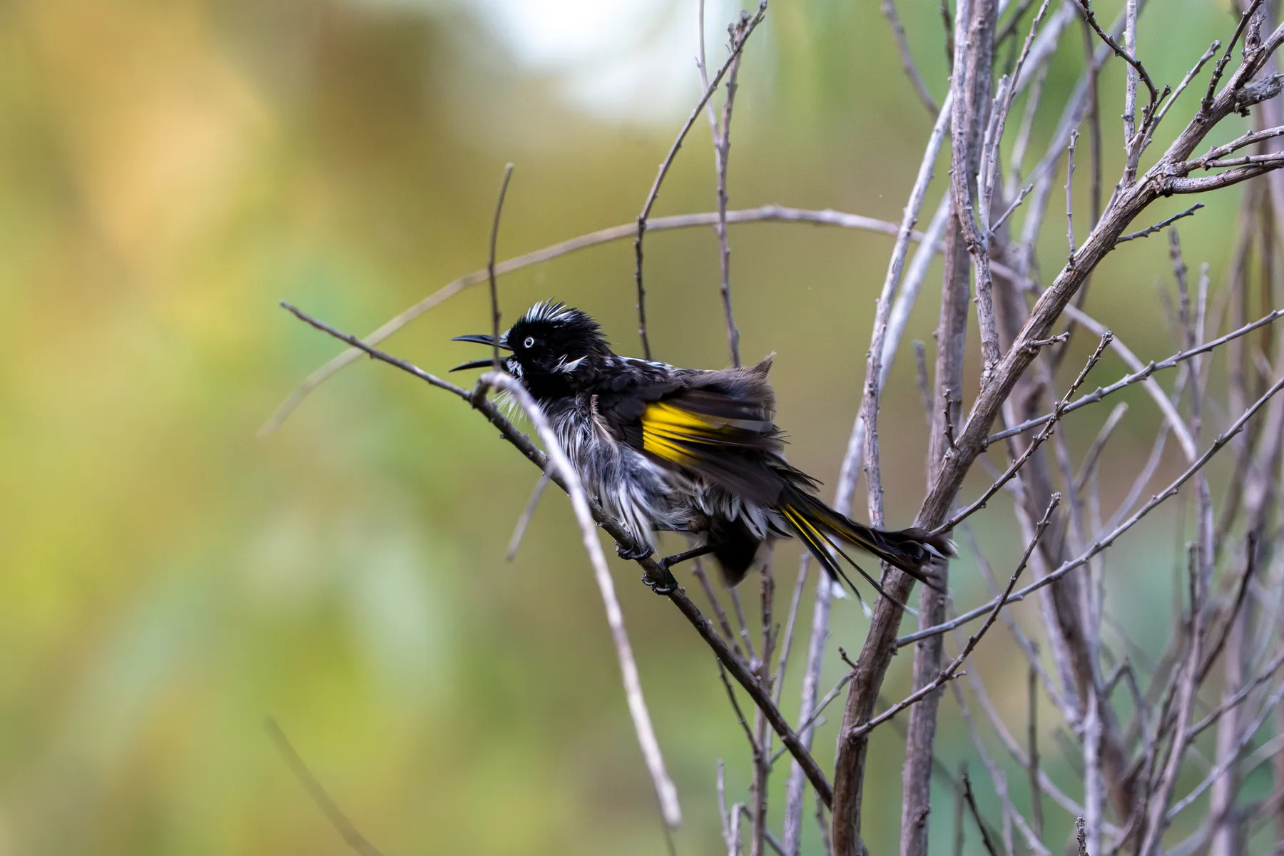 New Holland Honeyeater Screaming