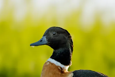 Australian Shelduck