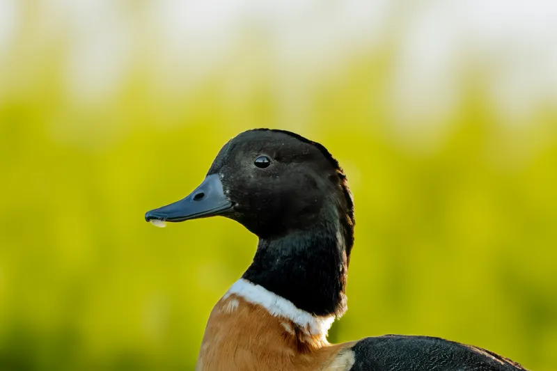 Australian Shelduck