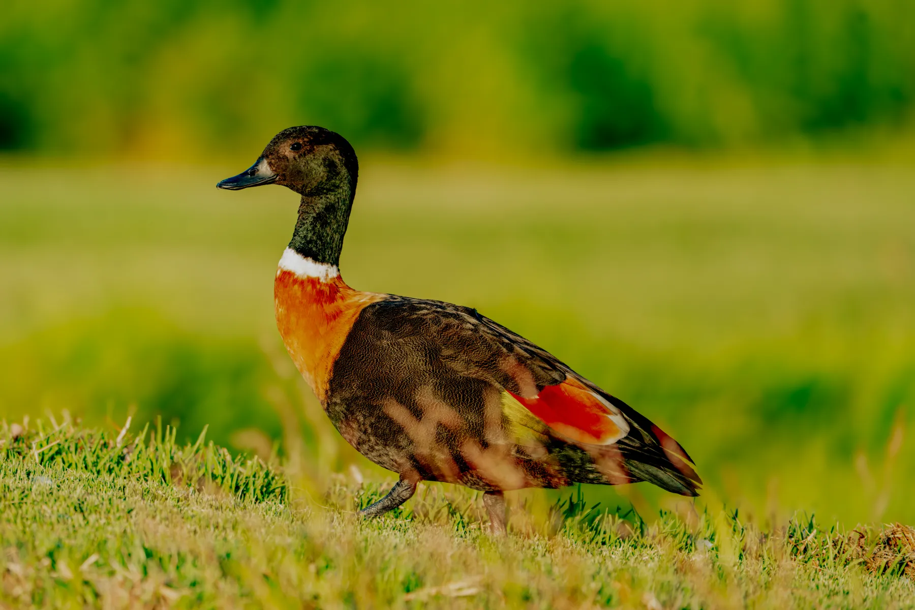 Strolling Australian Shelduck