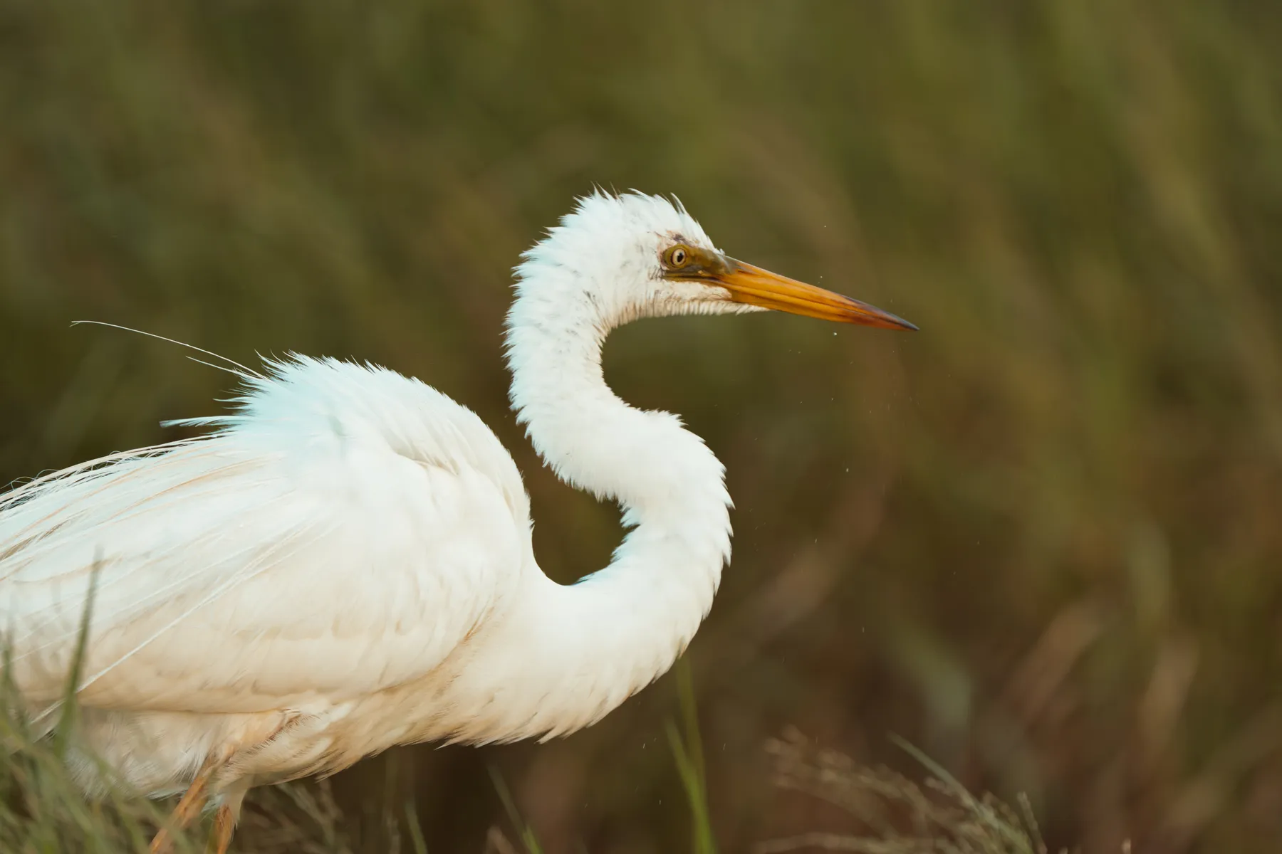 Great Egret at Herdsman Lake