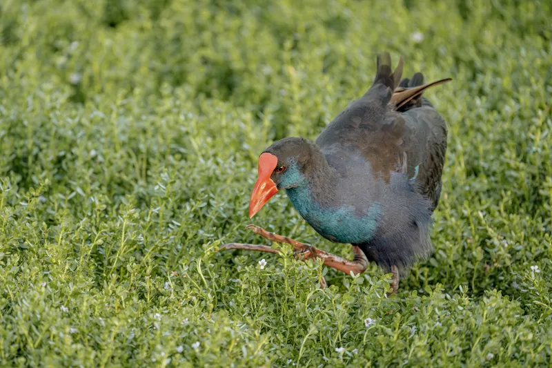 Australasian Swamphen