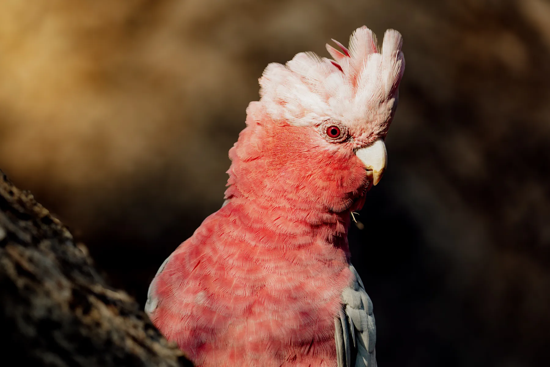 Pink and Gray Galah
