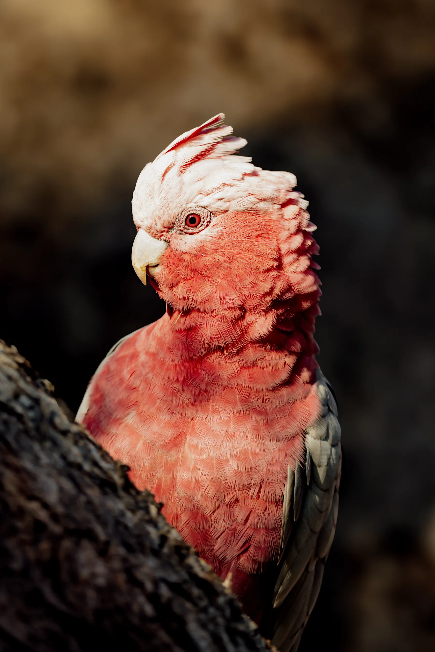 Pink and Gray Galah