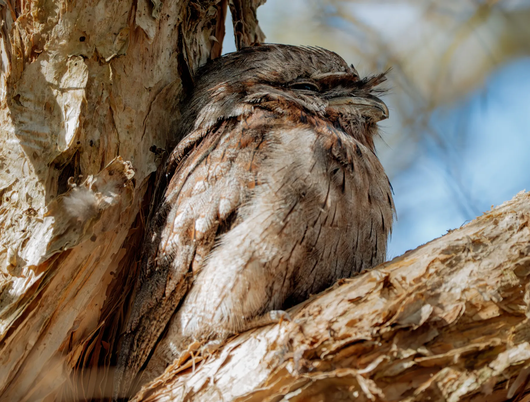 Tired Tawny Frogmouth 