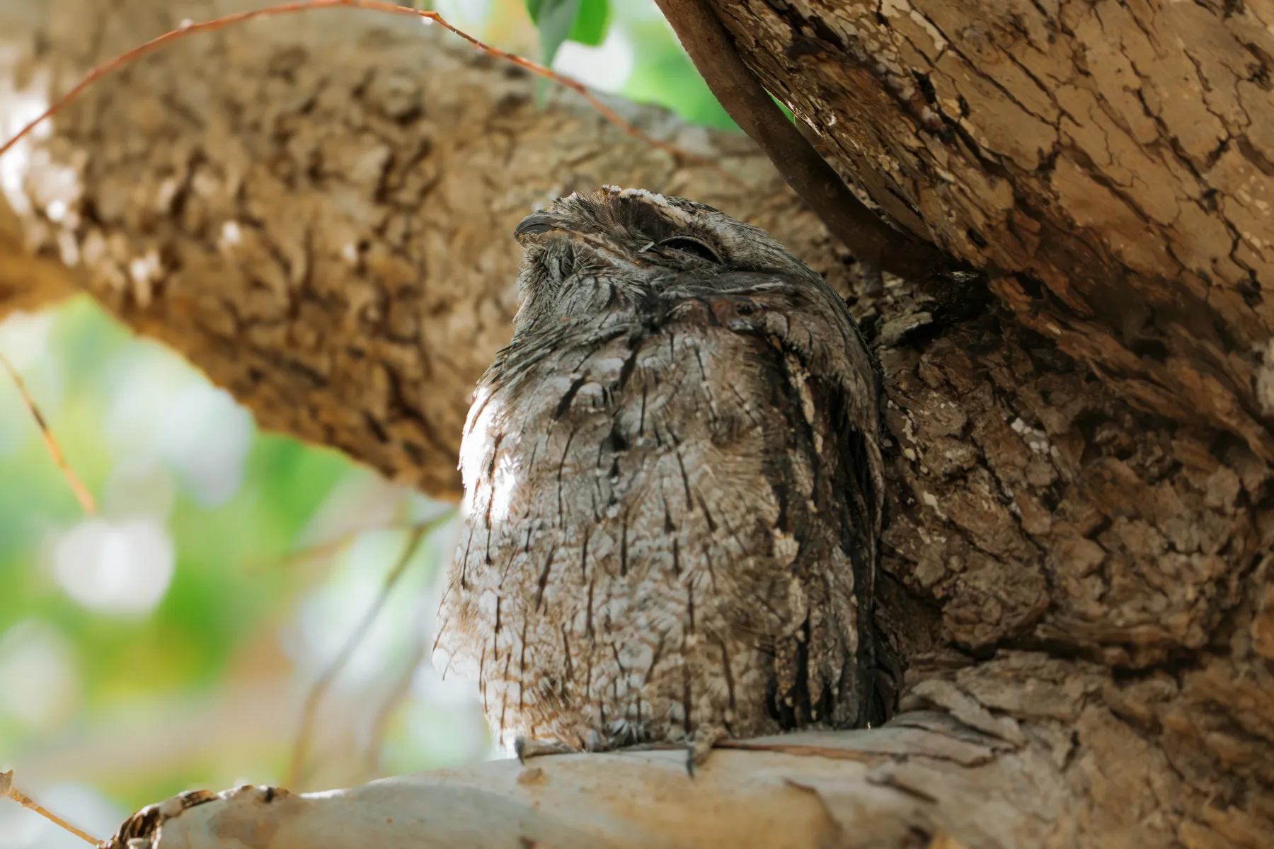 Tawny Frogmouth Avoiding Eye Contact