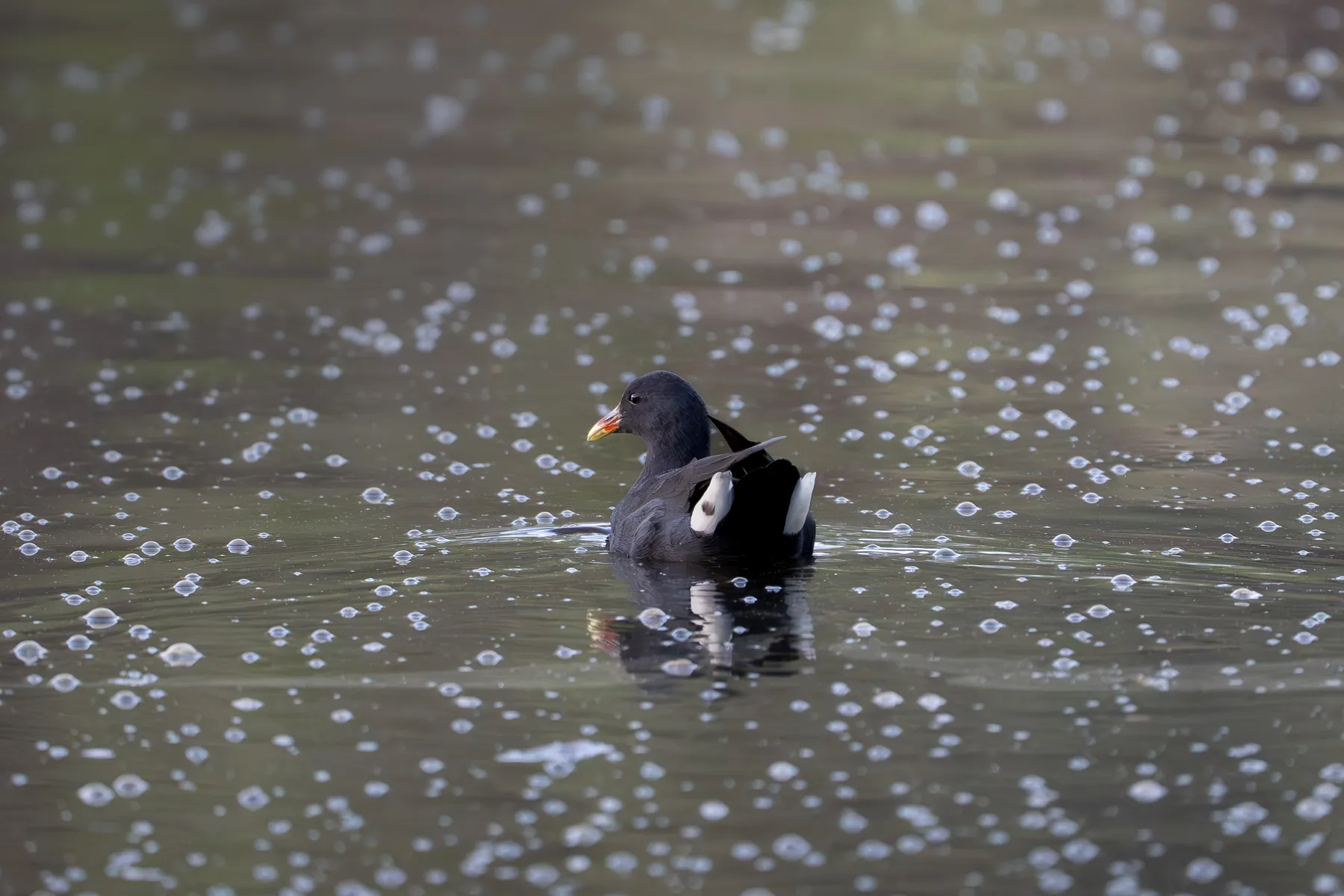 Dusky Moorhen in Bubbles