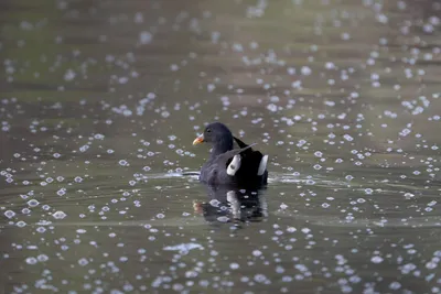 Dusky Moorhen