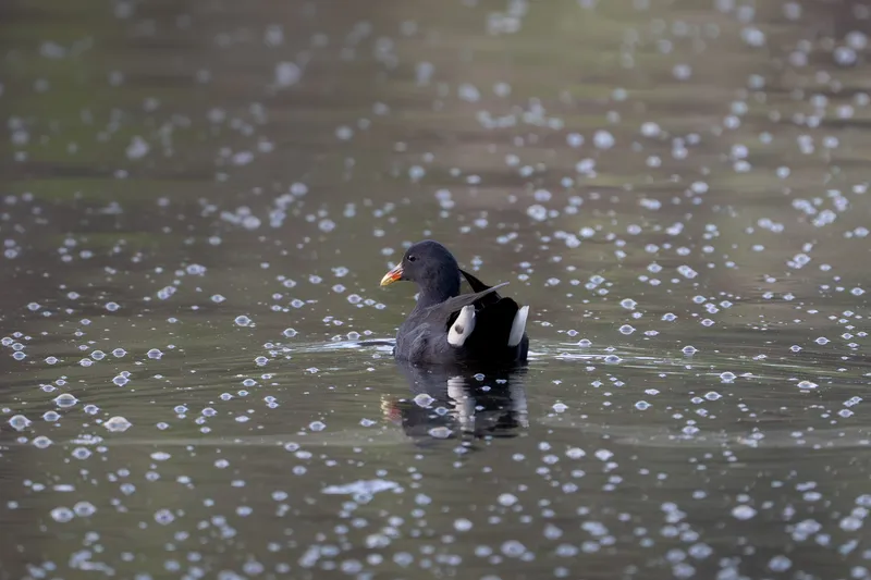 Dusky Moorhen