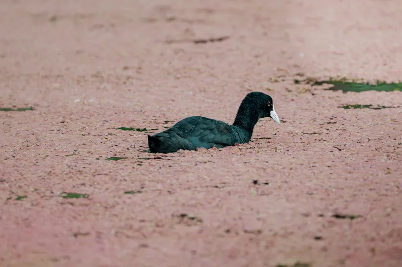 Eurasian Coot