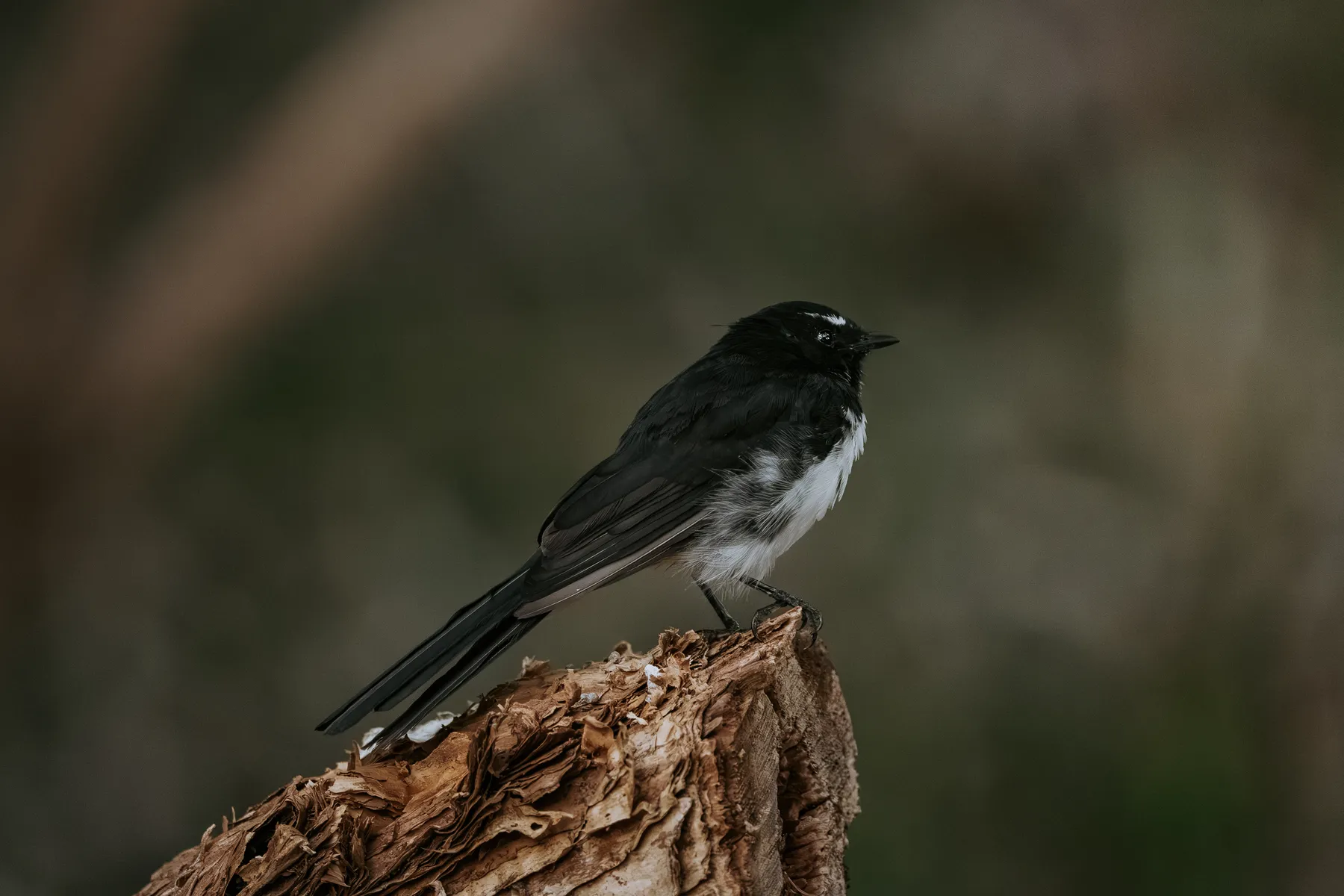 Willie-Wagtail Chilling on a Stump