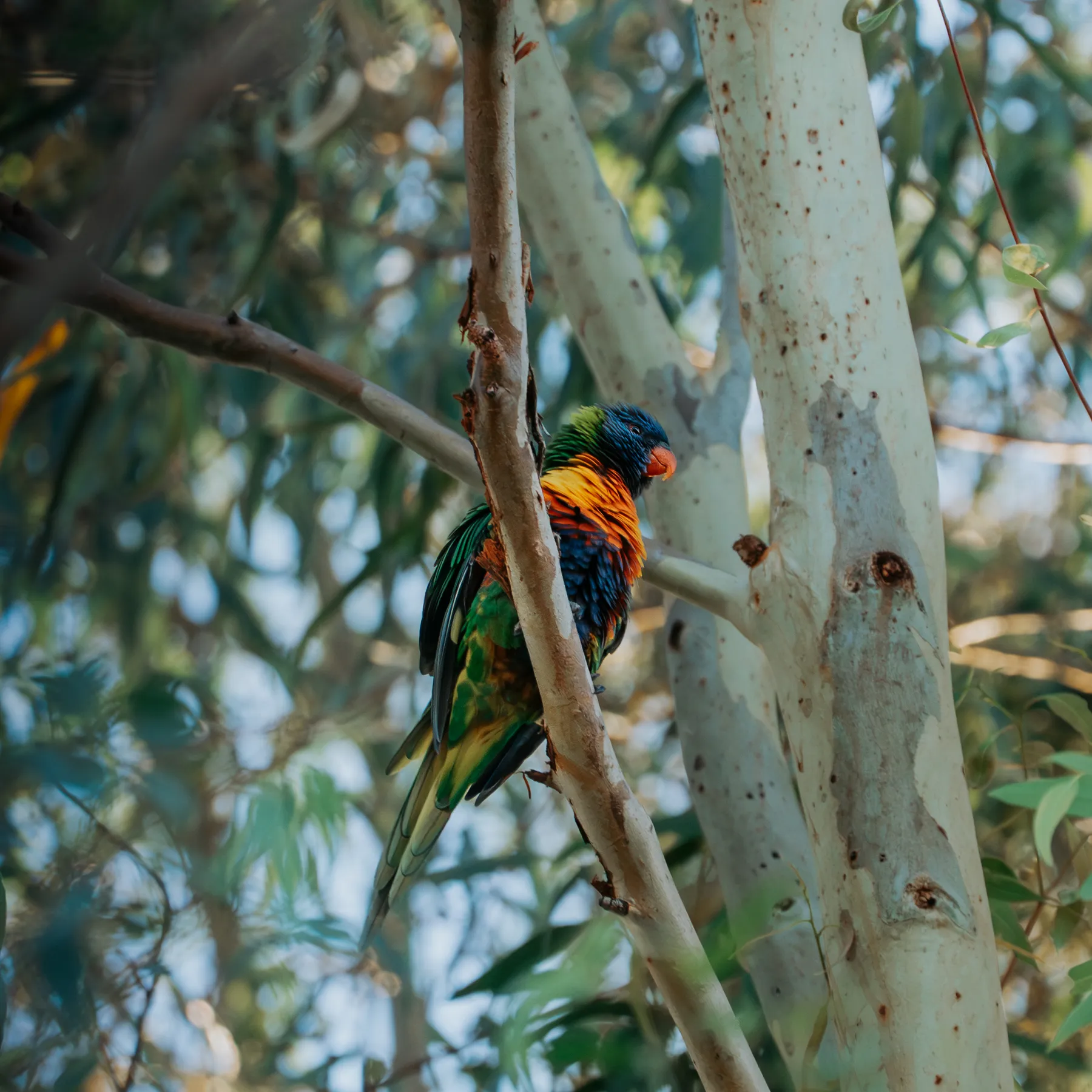 Fluffy Rainbow Lorikeet