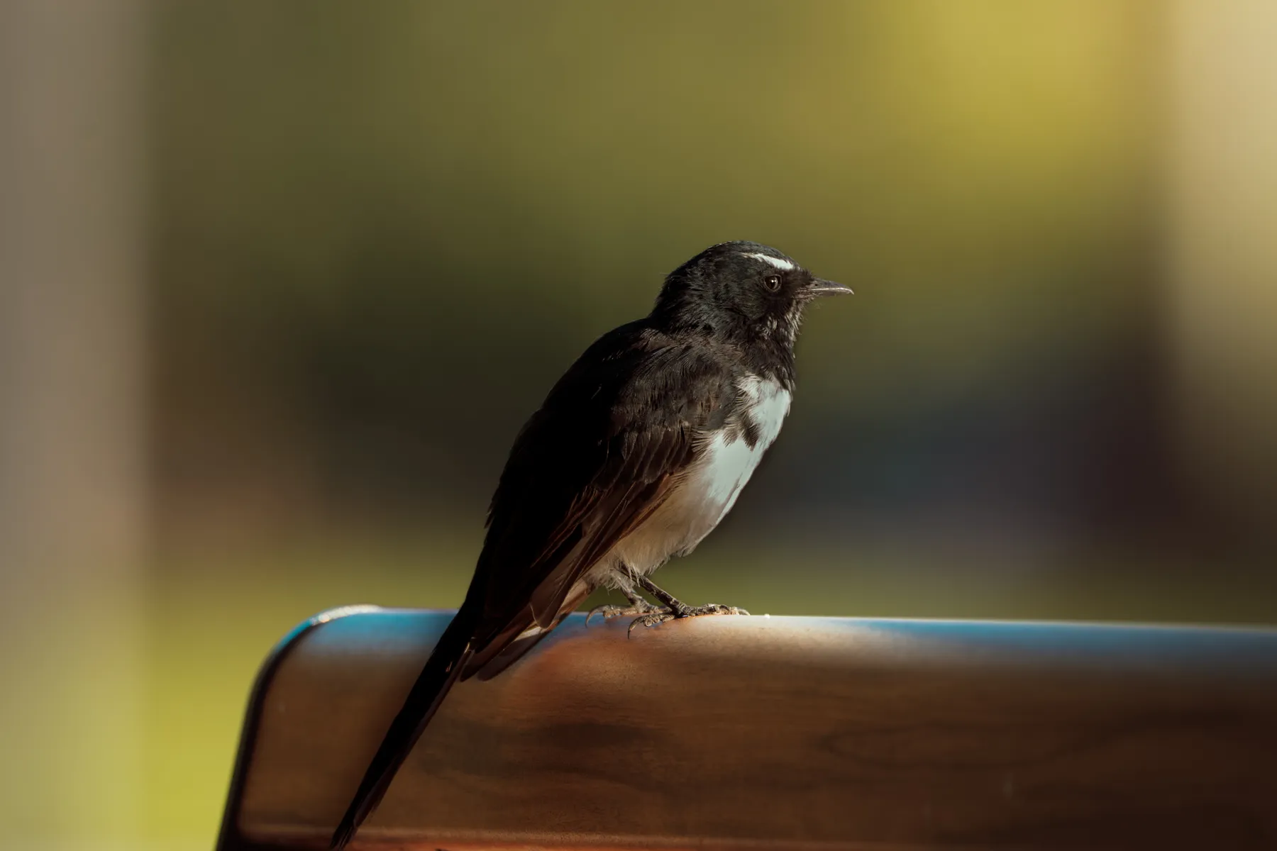 Bombastic Side-eye from Willie-Wagtail