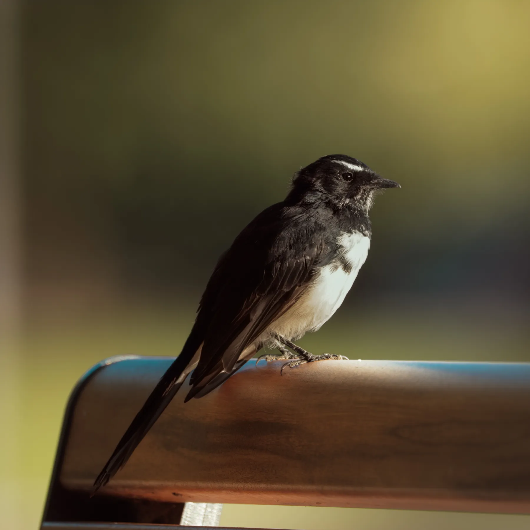 Willie-Wagtail Sunbaking