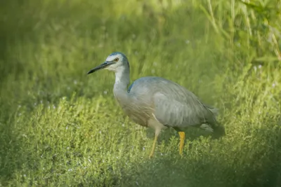 White-faced Heron