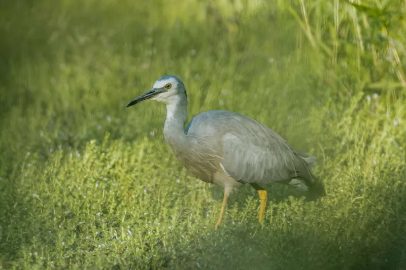 White-faced Heron
