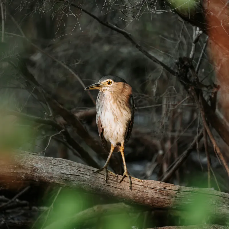 Nankeen Night-Heron