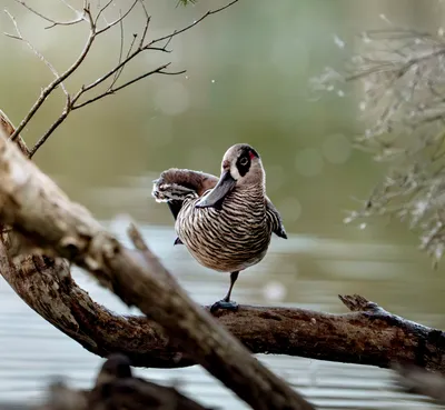 Pink-eared duck