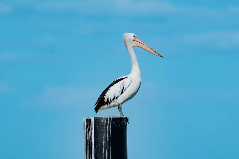 Australian Pelican