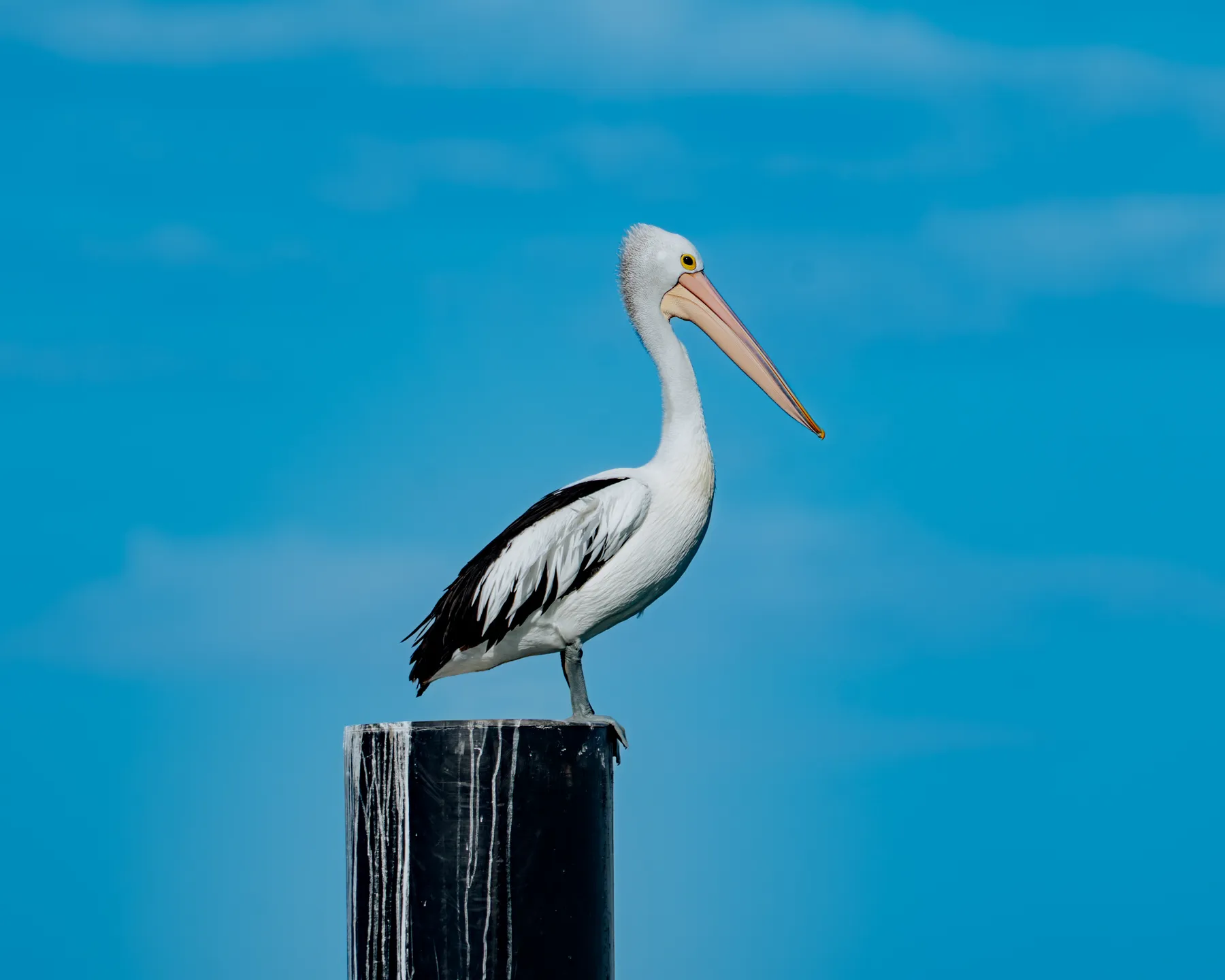 Australian Pelican