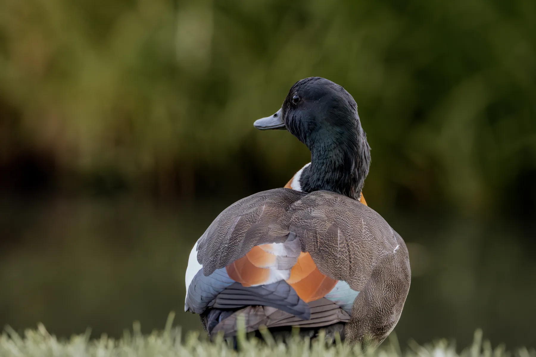 Australian Shellduck Looking Back