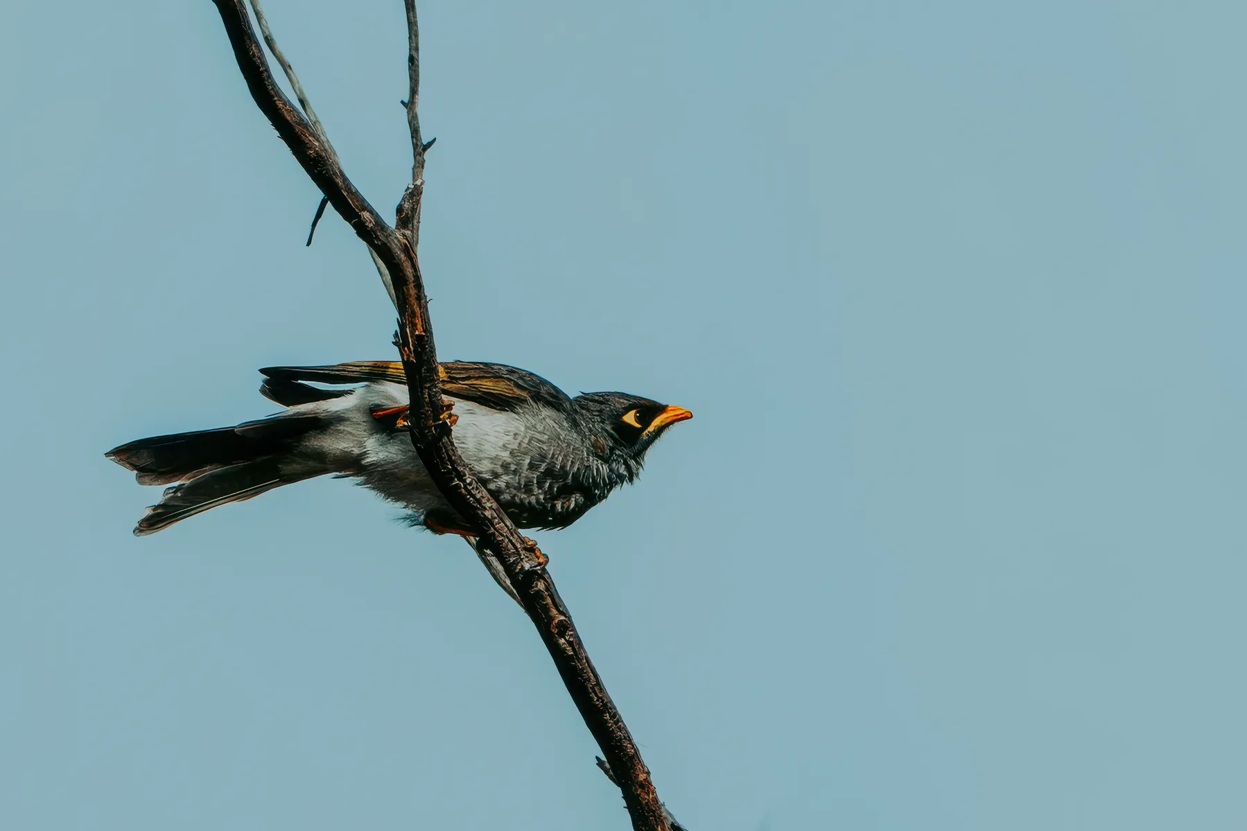 Yellow-Throated Miner
